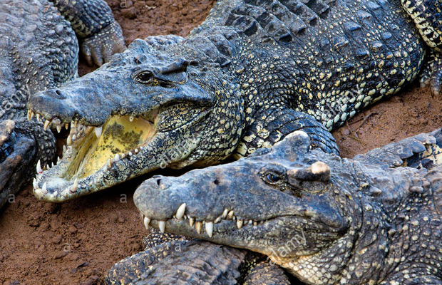 Crocodile Farm Siem Reap