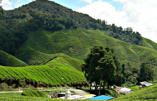 Phnom Trong Morn Trong Tea